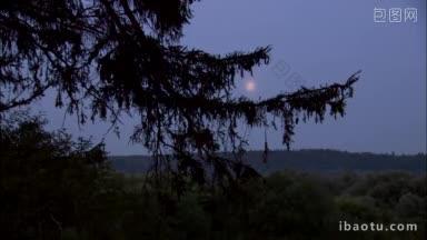 月亮在夜晚的<strong>森林</strong>里切割